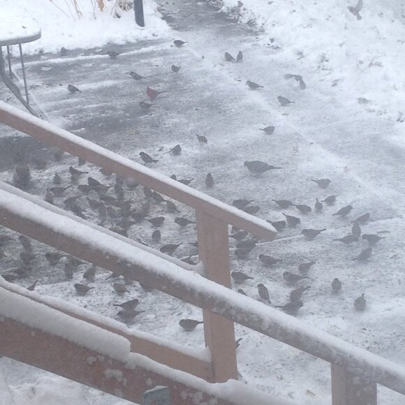 Stray work & Critter Pics! Just sharing XO. PLEASE Spay and Neuter your pets! - Picture 16 of 17